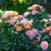 Peach Drift® Rose 1 Peach Drift® Rose -Plant Sale Shop Peach Drift Rose FGT 600x600 f8ca7bd1 fa31 4812 a01e d374c6e508cc