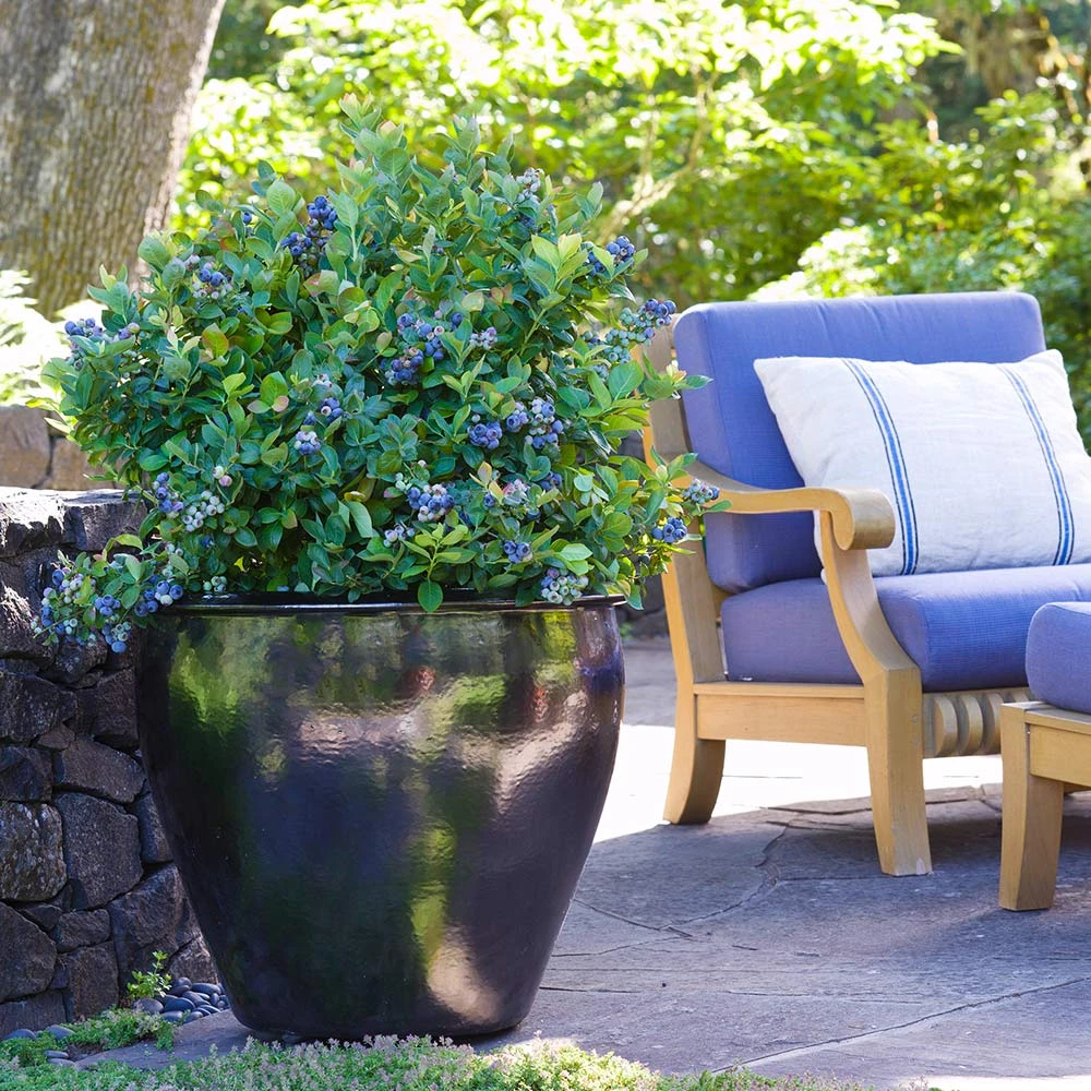 Bushel And Berry® Peach Sorbet™ Blueberry Bush 4 Bushel And Berry® Peach Sorbet™ Blueberry Bush - Image 2