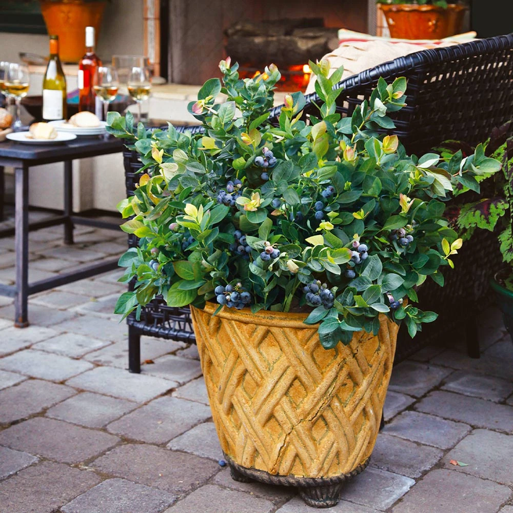 Bushel And Berry® Peach Sorbet™ Blueberry Bush 8 Bushel And Berry® Peach Sorbet™ Blueberry Bush - Image 6