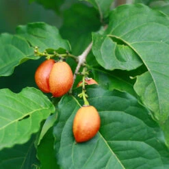 Peanut Butter Fruit Tree 9 Peanut Butter Fruit Tree -Plant Sale Shop Peanut Butter Tree 1 FGT