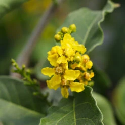 Peanut Butter Fruit Tree 11 Peanut Butter Fruit Tree -Plant Sale Shop Peanut Butter Tree 7