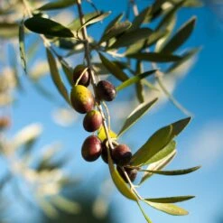 Pendolino Olive Tree 9 Pendolino Olive Tree -Plant Sale Shop Pendolino Olive