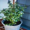 Bushel And Berry® Perpetua Blueberry 1 Bushel And Berry® Perpetua Blueberry -Plant Sale Shop Perpetua Blueberry FGT 600x600 79c72e4f 795d 4bbd 934f 3af1cb9f5327