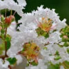 Petite Snow™ Crape Myrtle Tree 1 Petite Snow™ Crape Myrtle Tree -Plant Sale Shop Petite Snow Crape Myrtle 600x600 439479aa ee2a 4480 a47a 1c705887b9c5