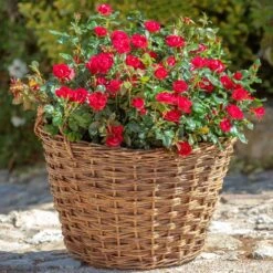 Petite Knock Out® Rose 13 Petite Knock Out® Rose -Plant Sale Shop Petite Red Knockout Rose2 FGT