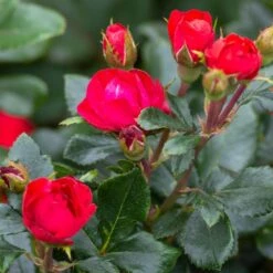 Petite Knock Out® Rose 10 Petite Knock Out® Rose -Plant Sale Shop Petite Red Knockout Rose3