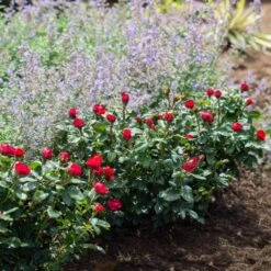 Petite Knock Out® Rose 11 Petite Knock Out® Rose -Plant Sale Shop Petite Red Knockout Rose4