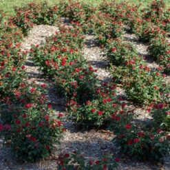Petite Knock Out® Rose 12 Petite Knock Out® Rose -Plant Sale Shop Petite Red Knockout Rose6