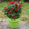 Petite Knock Out® Rose 1 Petite Knock Out® Rose -Plant Sale Shop Petite Red Knockout Rose FGT 600x600 70e7a7b5 d660 489f 9ff3 cb48bafed0b7