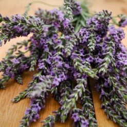 Phenomenal™ Lavender Plant 9 Phenomenal™ Lavender Plant -Plant Sale Shop Phenomenal Lavender 3 FGT