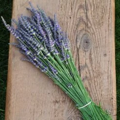 Phenomenal™ Lavender Plant 11 Phenomenal™ Lavender Plant -Plant Sale Shop Phenomenal Lavender 7