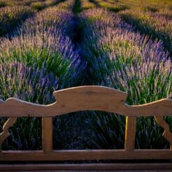 Phenomenal™ Lavender Plant 10 Phenomenal™ Lavender Plant -Plant Sale Shop Phenomenal Lavender 8 FGT