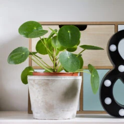 Pilea Peperomioides (Pancake Plant) 11 Pilea Peperomioides (Pancake Plant) -Plant Sale Shop Pilea Pancake Plant 3 FGT