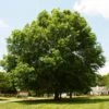 Pin Oak Tree 2 Pin Oak Tree -Plant Sale Shop Pin Oak FGT 600x600 c4defe34 4bd0 4d62 8fe8 b2d365e03b60