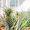 Sugarloaf Pineapple Plant -Plant Sale Shop Pineapple FGT 600x600 dcdc6b34 3024 4712 8280 bcc7a8b2798f