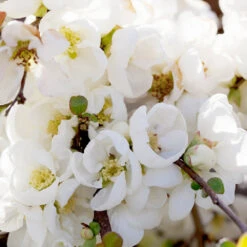 Pineapple Quince Tree -Plant Sale Shop Pineapple Quince 1 FGT