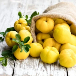 Pineapple Quince Tree -Plant Sale Shop Pineapple Quince 4 FGT