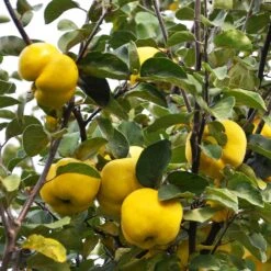 Pineapple Quince Tree -Plant Sale Shop Pineapple Quince 7