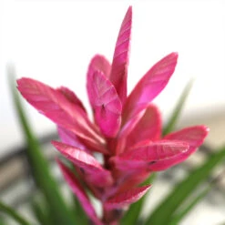 5-Inch Bromeliad In Decorative Pot 12 5-Inch Bromeliad In Decorative Pot -Plant Sale Shop Pink Bromiliad 2 e1dd7faf b9f8 429e 84d5 7ce3076db5e3