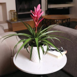 5-Inch Bromeliad In Decorative Pot 13 5-Inch Bromeliad In Decorative Pot -Plant Sale Shop Pink Bromiliad 4