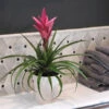 5-Inch Bromeliad In Decorative Pot -Plant Sale Shop Pink Bromiliad 600x600 1