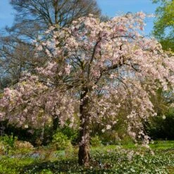 Pink Weeping Cherry Tree 10 Pink Weeping Cherry Tree -Plant Sale Shop Pink Double Weeping Cherry 6 FGT