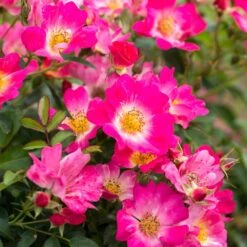 Pink Drift® Rose 7 Pink Drift® Rose -Plant Sale Shop Pink Drift Rose 1 FGT