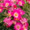 Pink Drift® Rose 1 Pink Drift® Rose -Plant Sale Shop Pink Drift Rose FGT 600x600 20d4fd32 04cb 474a b152 7b9c720d0596
