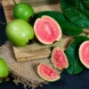 Tropical Pink Guava Tree 2 Tropical Pink Guava Tree -Plant Sale Shop Pink Guava FGT 600x600 241d4b5b 612f 43eb 9e6d a98136a2444d