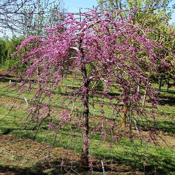 Pink Heartbreaker Redbud Tree 3 Pink Heartbreaker Redbud Tree