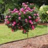 Pink Knock Out® Rose Tree 2 Pink Knock Out® Rose Tree -Plant Sale Shop Pink Knockout Rose Tree FGT 600x600 04388905 db60 4ebf 8baa 6e25185dab4b