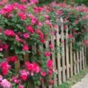 Double Pink Knock Out® Rose -Plant Sale Shop Pink Knockout Shrub FGT 600x600 407160bc 6cbd 4bfb a426 0fedff3ee3ec