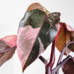 Pink Princess Philodendron 8 Pink Princess Philodendron -Plant Sale Shop Pink Princess 2