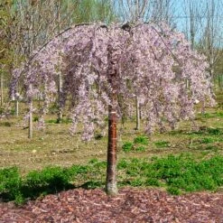 Pink Snow Showers™ Weeping Cherry Tree 11 Pink Snow Showers™ Weeping Cherry Tree -Plant Sale Shop Pink Snow Showers Flowering Chery 1