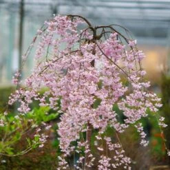 Pink Snow Showers™ Weeping Cherry Tree 12 Pink Snow Showers™ Weeping Cherry Tree -Plant Sale Shop Pink Snow Showers Flowering Chery 2