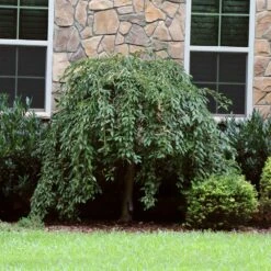 Pink Snow Showers™ Weeping Cherry Tree 13 Pink Snow Showers™ Weeping Cherry Tree -Plant Sale Shop Pink Snow Showers Flowering Chery 4