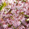 Pink Snow Showers™ Weeping Cherry Tree 1 Pink Snow Showers™ Weeping Cherry Tree -Plant Sale Shop Pink Snow Showers Flowering Chery 600x600 45472791 766f 4e6f 88c6 4e5396c43109