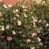 Pink-A-Boo® Camellia Shrub -Plant Sale Shop Pink a Boo camellia 600x600 3883eb6d a151 4440 aa86 e2f1f3b3294b