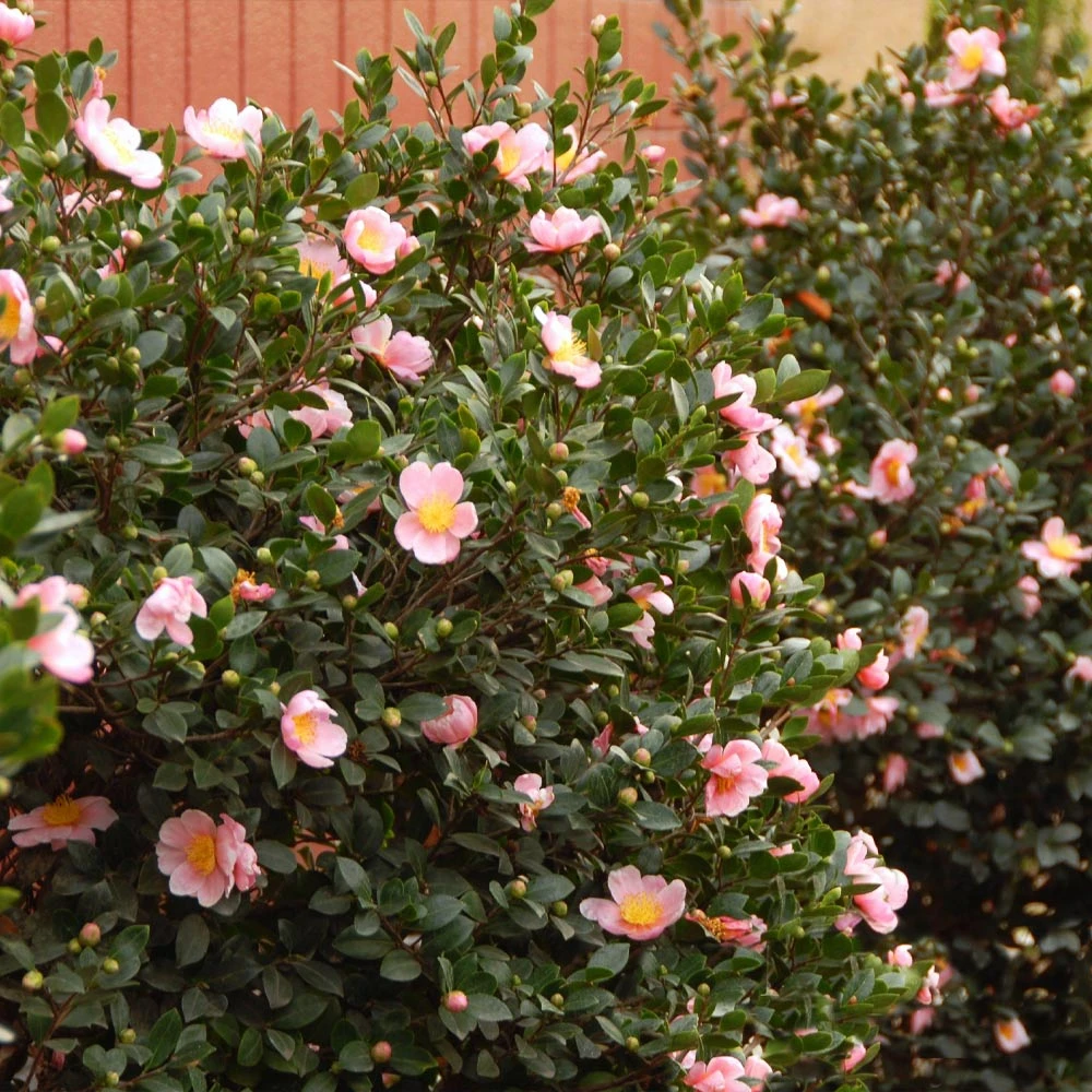 Pink-A-Boo® Camellia Shrub 4 Pink-A-Boo® Camellia Shrub - Image 2