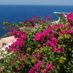 Pink Pixie Bougainvillea 7 Pink Pixie Bougainvillea -Plant Sale Shop Pixie Pink BOugainv illea FGT 3