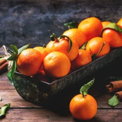 Pixie Mandarin Tree -Plant Sale Shop Pixie Mandarin Tree 3