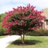 Pink Velour Crape Myrtle -Plant Sale Shop Pnk Velour Crape Myrtle FGT 600x600 b03142bb 2ee6 41eb 8c3b 61824ffc7733