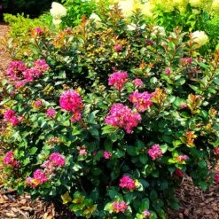 Pocomoke Crape Myrtle 10 Pocomoke Crape Myrtle -Plant Sale Shop Pocomoke Crape myrtle 2