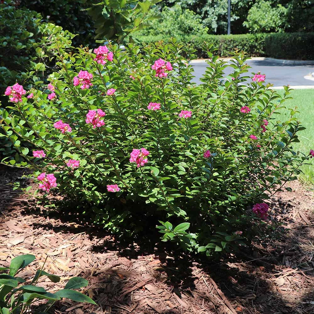 Pocomoke Crape Myrtle 5 Pocomoke Crape Myrtle - Image 3