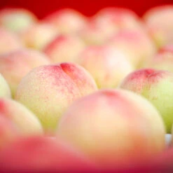 Polly Peach Tree 7 Polly Peach Tree -Plant Sale Shop Polly Peach 2