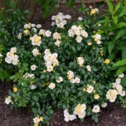 Popcorn Drift® Rose 7 Popcorn Drift® Rose -Plant Sale Shop Popcorn Drift Rose 3