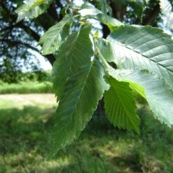 Prairie Expedition® Elm Tree 8 Prairie Expedition® Elm Tree -Plant Sale Shop Prairie Expedition Elm 2