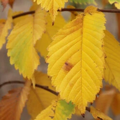 Prairie Expedition® Elm Tree 9 Prairie Expedition® Elm Tree -Plant Sale Shop Prairie Expedition Elm 3