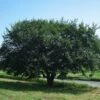 Prairie Expedition® Elm Tree 2 Prairie Expedition® Elm Tree -Plant Sale Shop Prairie Expedition Elm FGT 600x600 c746e7fe 4ee2 4b9c ba34 fb285d23b7a7