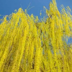 Prairie Cascade Weeping Willow 8 Prairie Cascade Weeping Willow -Plant Sale Shop Prarie Cascade Willow 3 FGT